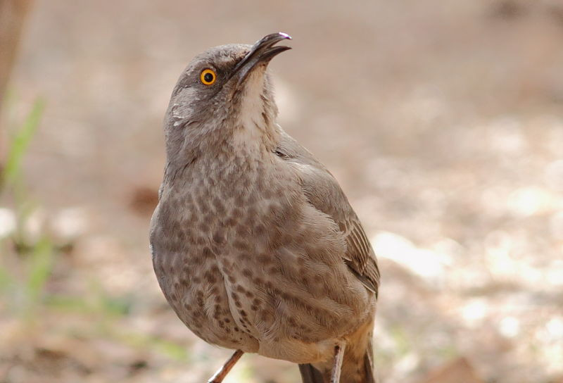 …or thirsty Curve-billed Thrashers.