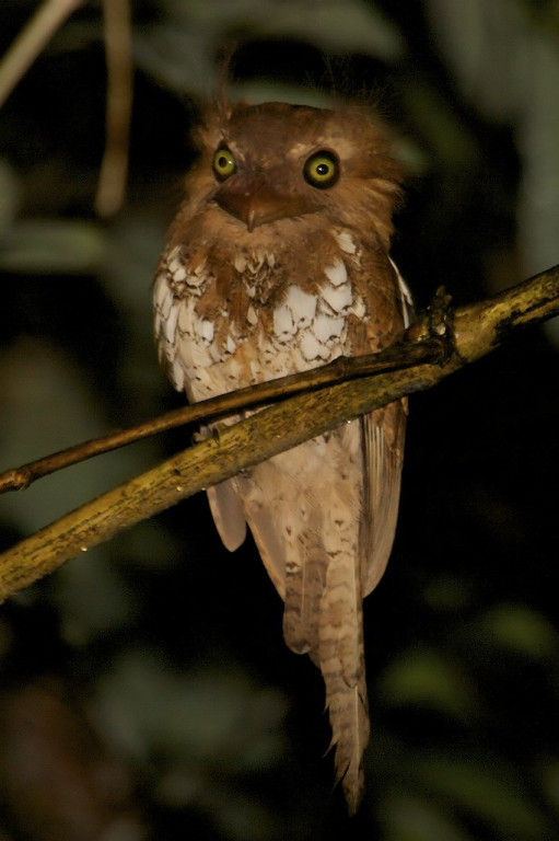 …and Palawan Frogmouth are all possible. 