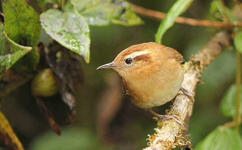 The minute Mountain Wren can be found in trees whose trunks are thickly clad in moss.