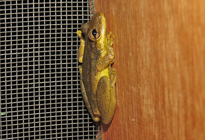 Don’t be too surprised to find a Common Snouted Treefrog in your room.
