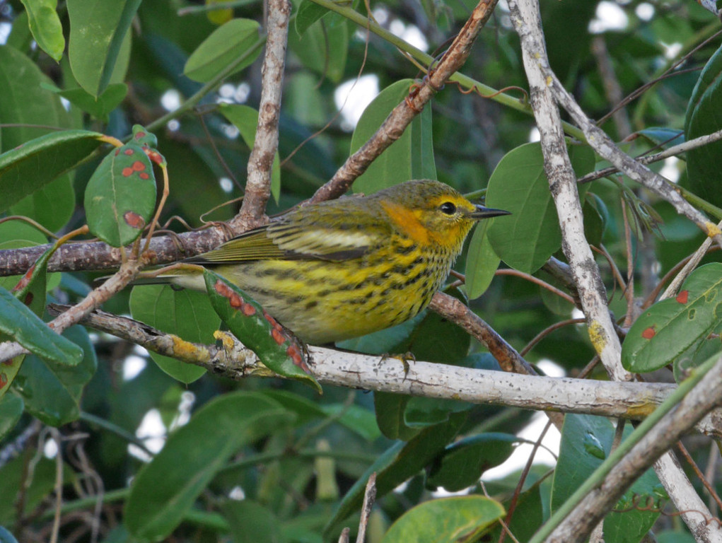 …and maybe a wintering North American warbler or two possibly including Cape May.