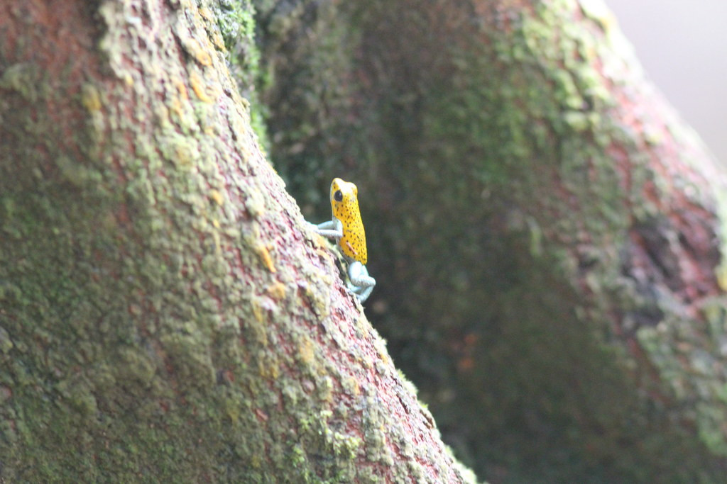The archipelago harbors a bewildering variety of poison dart frogs…