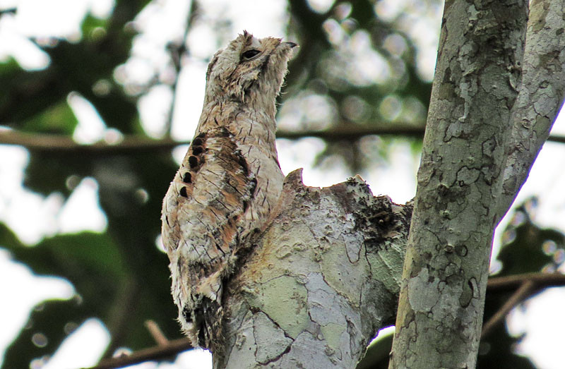 There’s often a stake-out potoo, here a nestling Common Potoo right above the trail.
