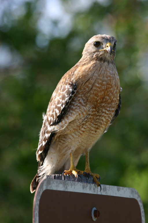 Raptors like this Red-shouldered Hawk will be common here…