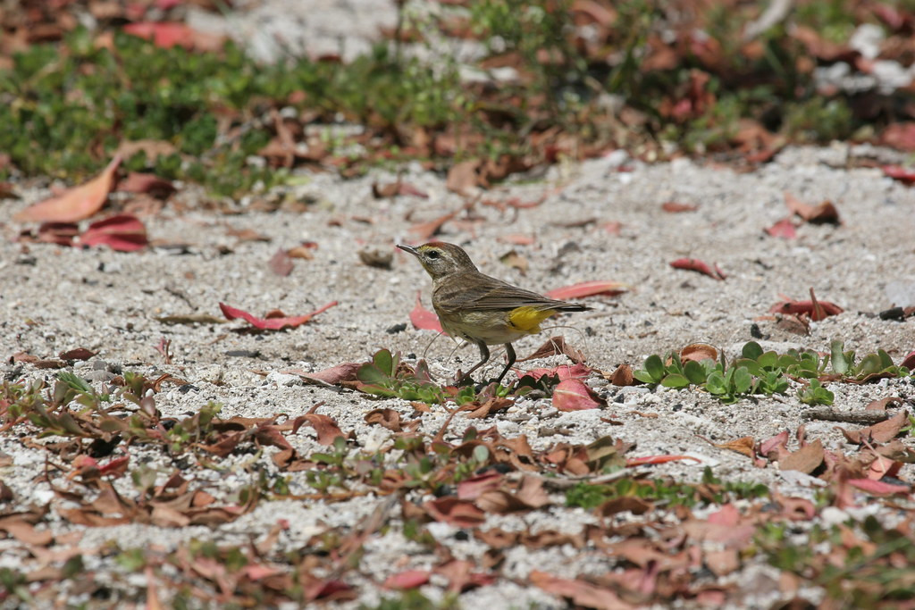 …and Palm Warbler, and the cast changes on a daily basis.