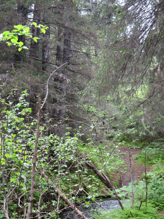 Sitka spruce trees dominate the lower mountain slopes…