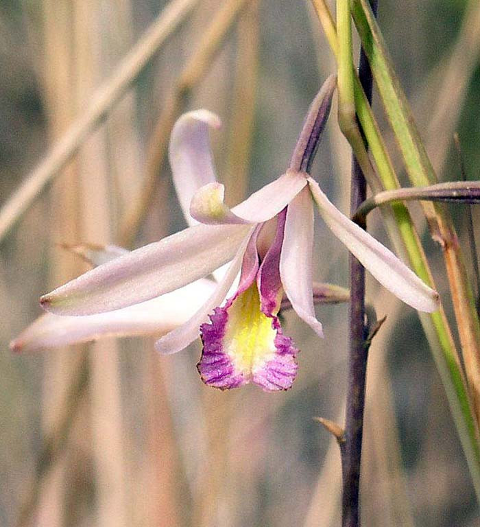 We usually take time to enjoy other aspects of the natural history, such as this Bletia orchid…
