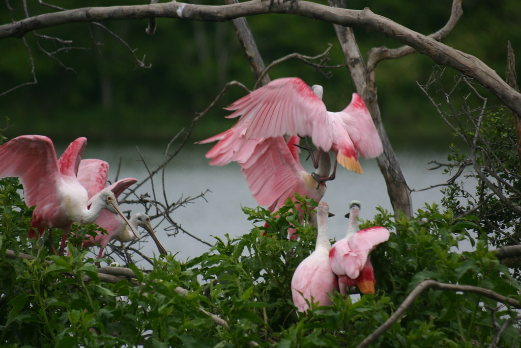 …and dazzling Roseate Spoonbills in an impressive show of color.