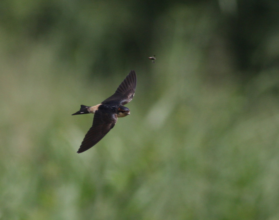 and Preuss’s Cliff Swallow isn’t really found on cliffs! 