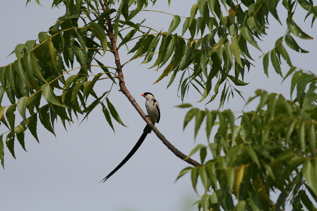 but Pin-tailed Whydah is more common and widespread. 