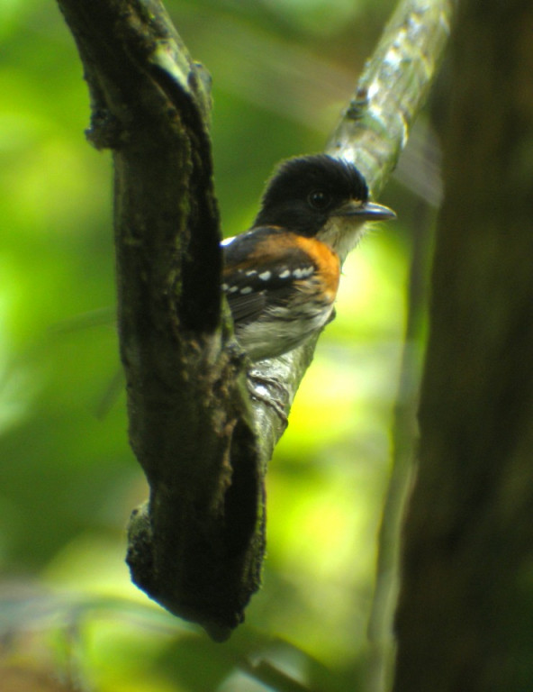 and the bizarre wing whirrs of Rufous-sided Broadbill can be a regular sound of the forest, 