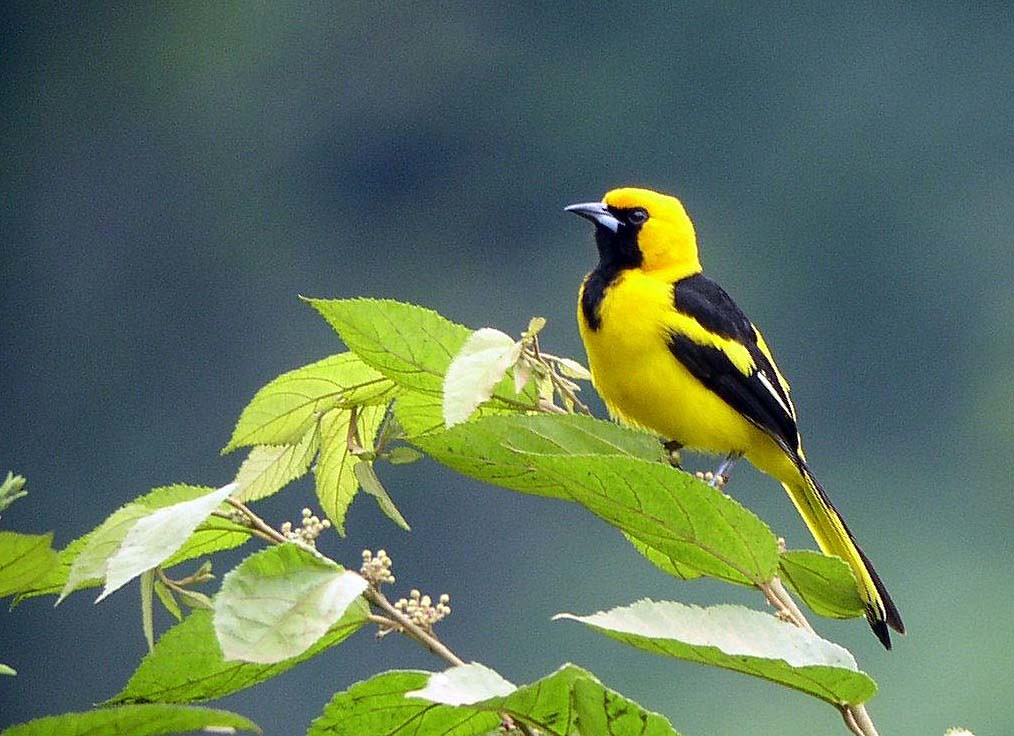 …or this Yellow-tailed Oriole.