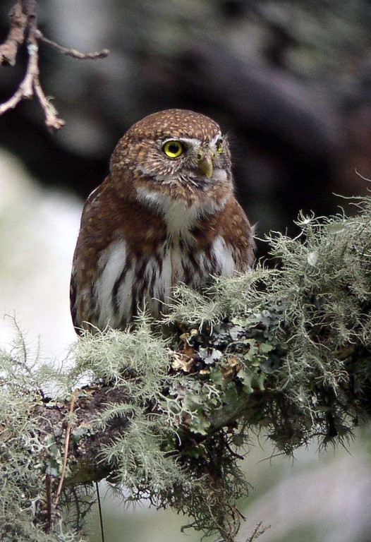 …or the Northern Pygmy-Owl.