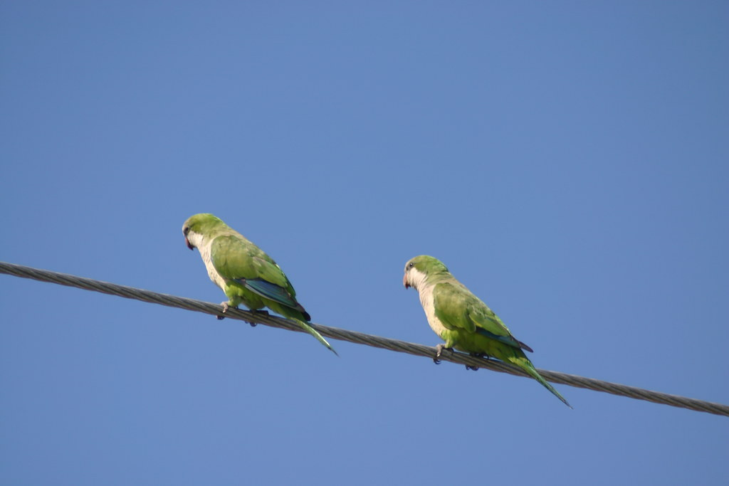 …and Monk Parakeet will occupy some of our attentions.