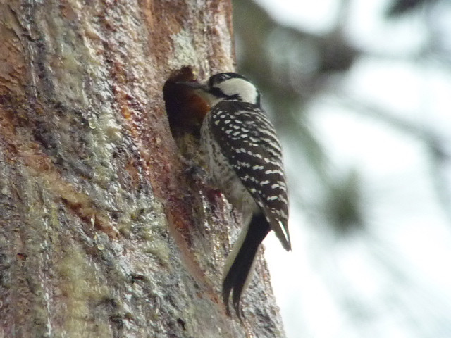 …or an endangered Red-cockaded Woodpecker…