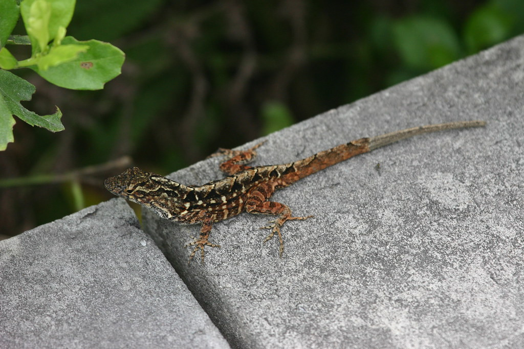 …lizards like this Brown Anole…