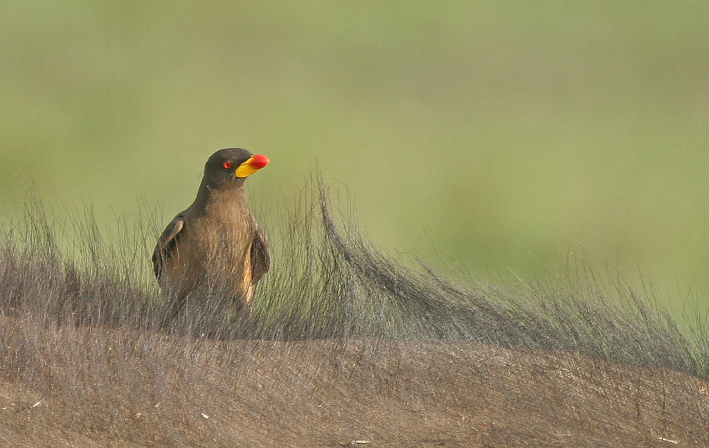 Perhaps we’ll see Yellow-billed Oxpecker riding on the back of an African buffalo…