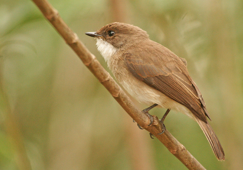 There are lots of birds right around our huts such as the local speciality, Swamp Flycatcher…