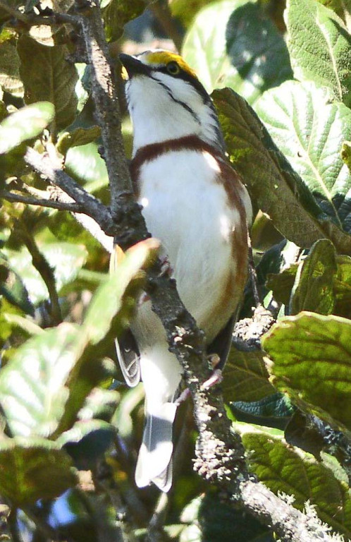 …and birds which might include Chestnut-sided Shrike-Vireo…