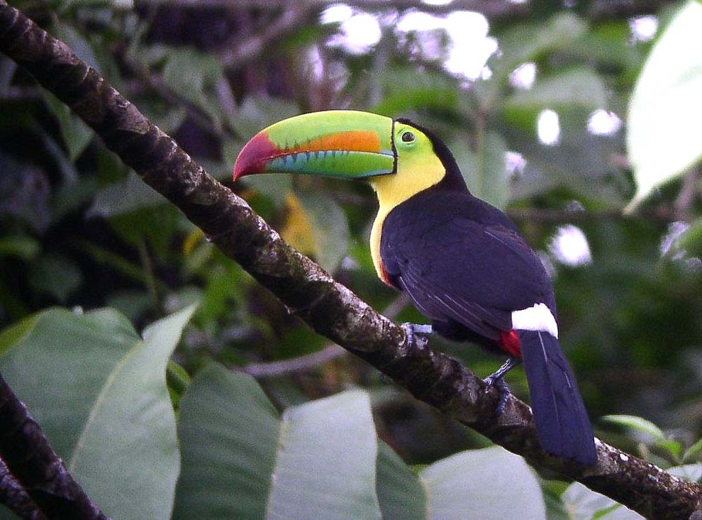 …to the tropical lowlands of northern Oaxaca where treats such as this Keel-billed Toucan might grace us with its presence…