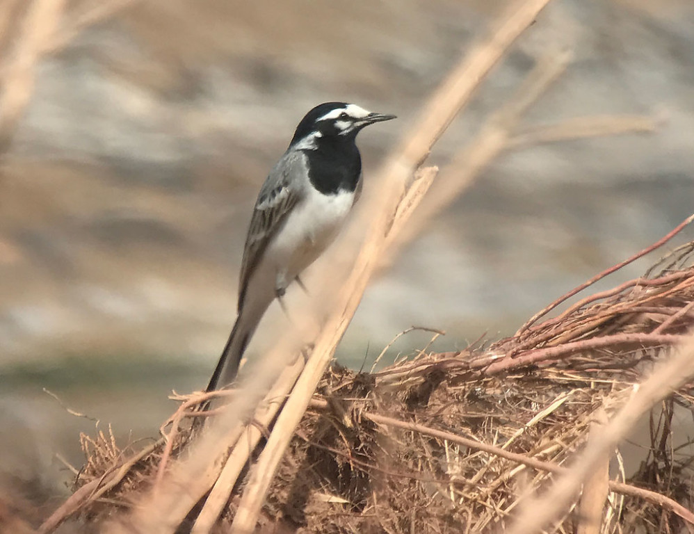 Exploring the coast, we’ll search for birds such as Moroccan White Wagtail… (SM)