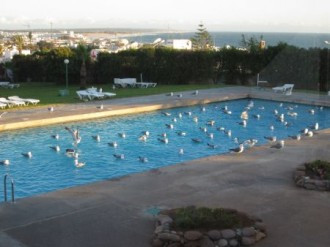 …we’ll head to the coast, where Yellow-legged Gull is an easy addition to the trip list on the hotel swimming pool! (JL)