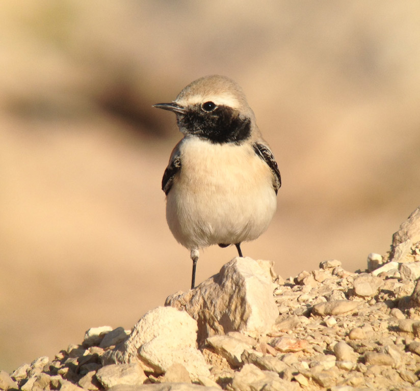 …and Desert Wheatear is common… (SM)