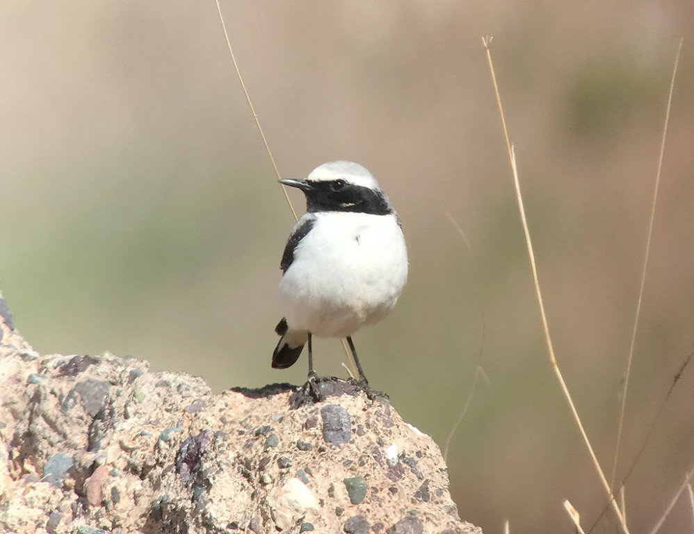…and Seebohm’s Wheatear, both North African endemics. (SM)