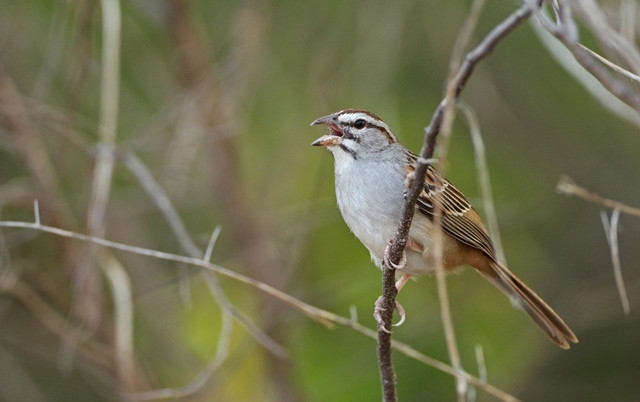 Sparrows feature strongly on this tour: the sharp Sumichrast’s (or Cinnamon-tailed) Sparrow is one of the most local, only found on the Pacific slope of the isthmus of Tehuantepec. 