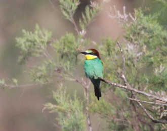 Migrants may include European Bee-eaters… (JL)