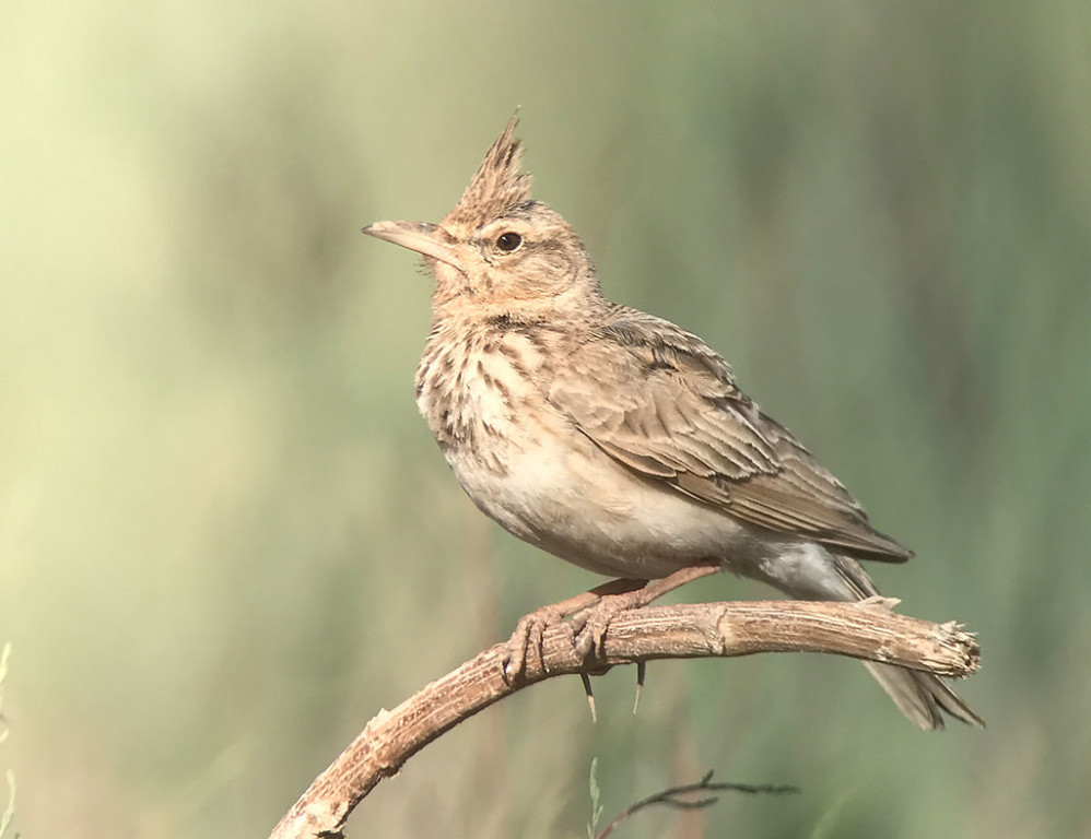 We’ll spend some time studying the larks, with Thekla’s, Crested and this Maghreb Lark all available. (SM)