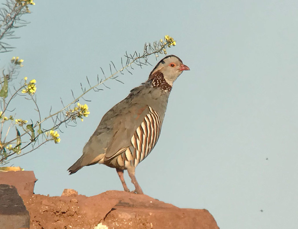 …where we might also see the beautiful Barbary Partridge… (SM)