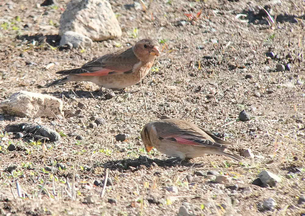 Specialities here include Atlas Crimson-winged Finch… (JL)