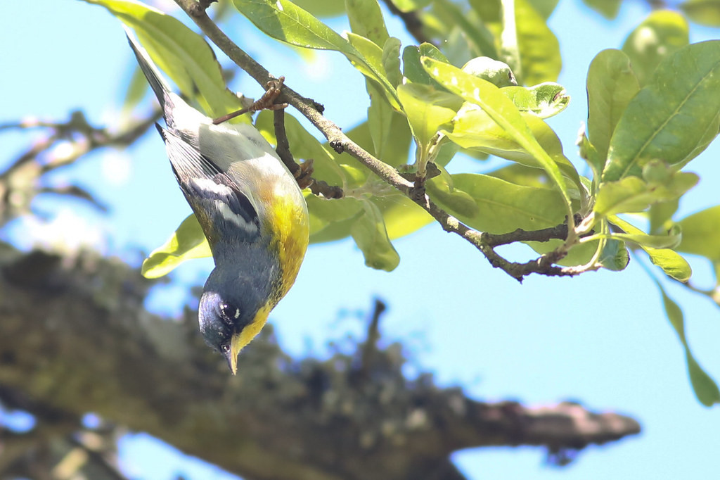 The upper Texas coast is well-known for spring migrants… (like this Northern Parula)