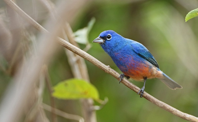 …and one of the most beautiful birds in Mexico, if not the world, the incomparable Rosita’s (or Rose-bellied) Bunting.