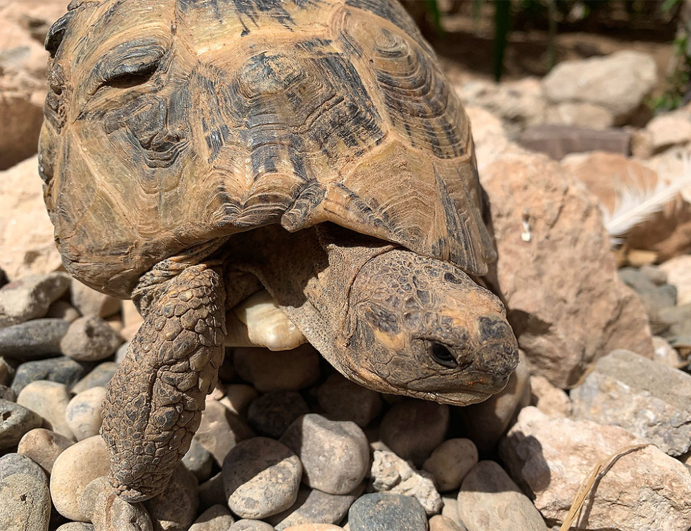 Other wildlife sometimes included Spur-thighed Tortoise… (SM)