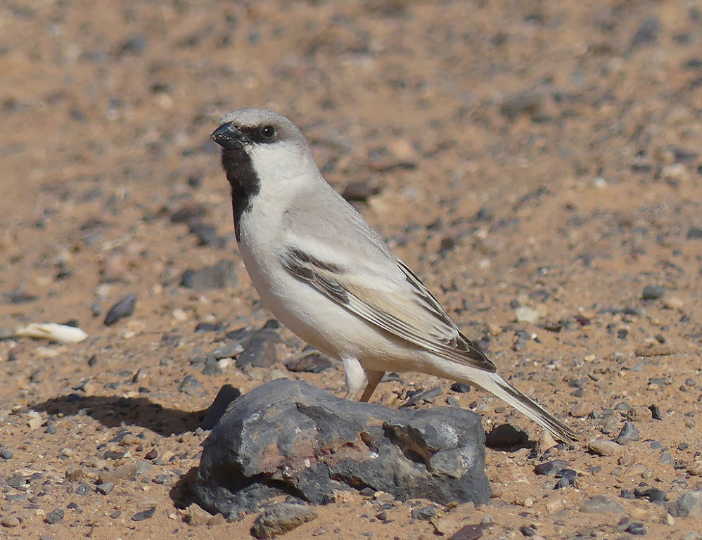 Here we’ll search for Desert Sparrows… (SM)