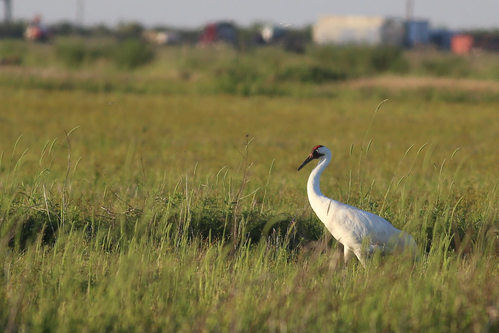 And, always, if we’re lucky we might happen into a vagrant, like a Whooping Crane…