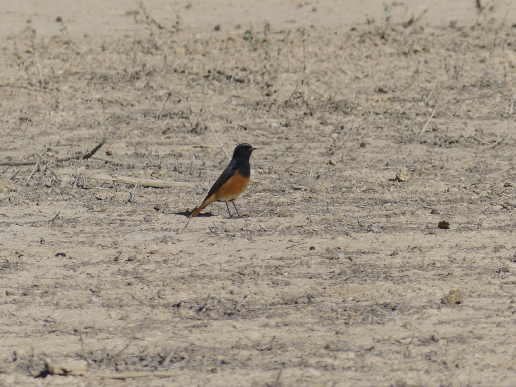 …while Eastern Black Redstart could turn up anywhere.
