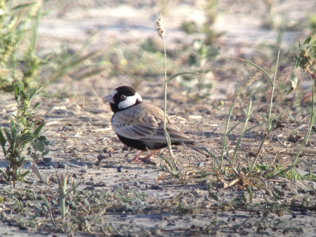 We’ll check suitable habitat for Black-crowned Sparrow-lark…