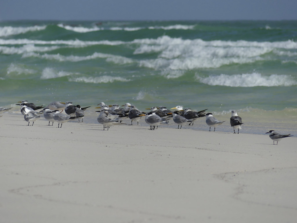 The shorelines are packed with birds, such as these Greater and Lesser Crested Terns…