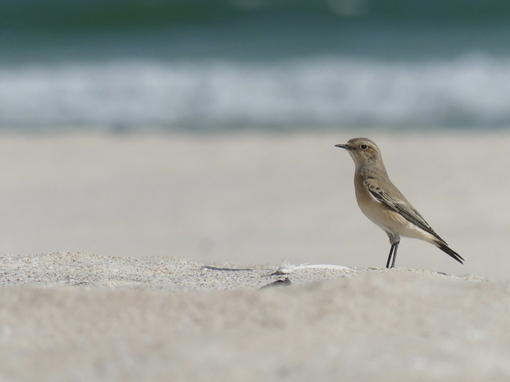 There’ll be no shortage of wheatears. Desert Wheatear is common…