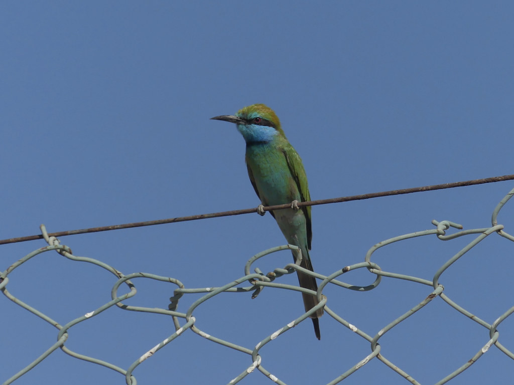 …as are Little Green Bee-eaters.