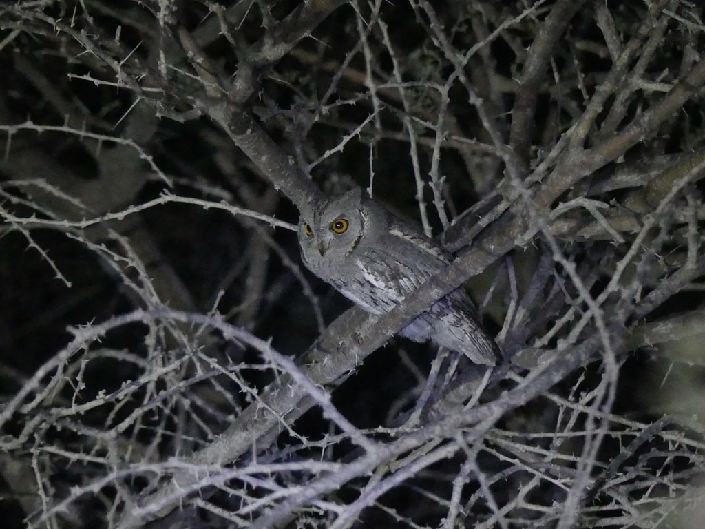 …as we search for the elusive Pallid Scops Owl…