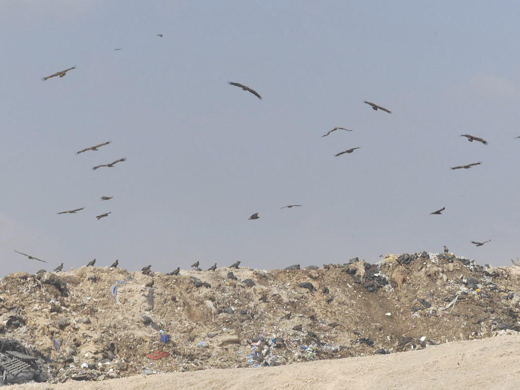 No tour would be complete without a trip to a dump: Salalah dump is home to hundreds of Steppe Eagles…