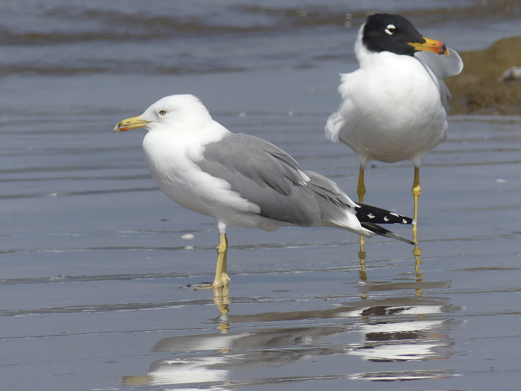 There’s plenty of opportunity to study gulls. This one is a Steppe Gull…