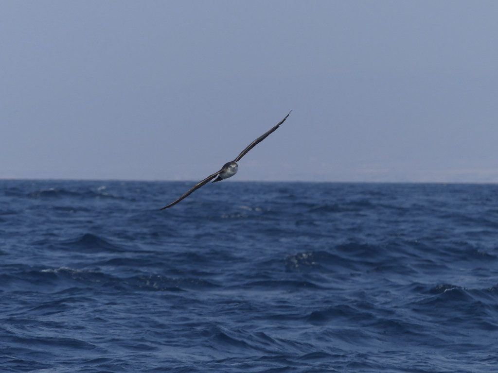 On our pelagic boat trip we’ll look out for Persian Shearwater…