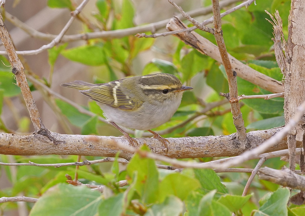 including such gems as the tiny Pallas’s Leaf Warbler….