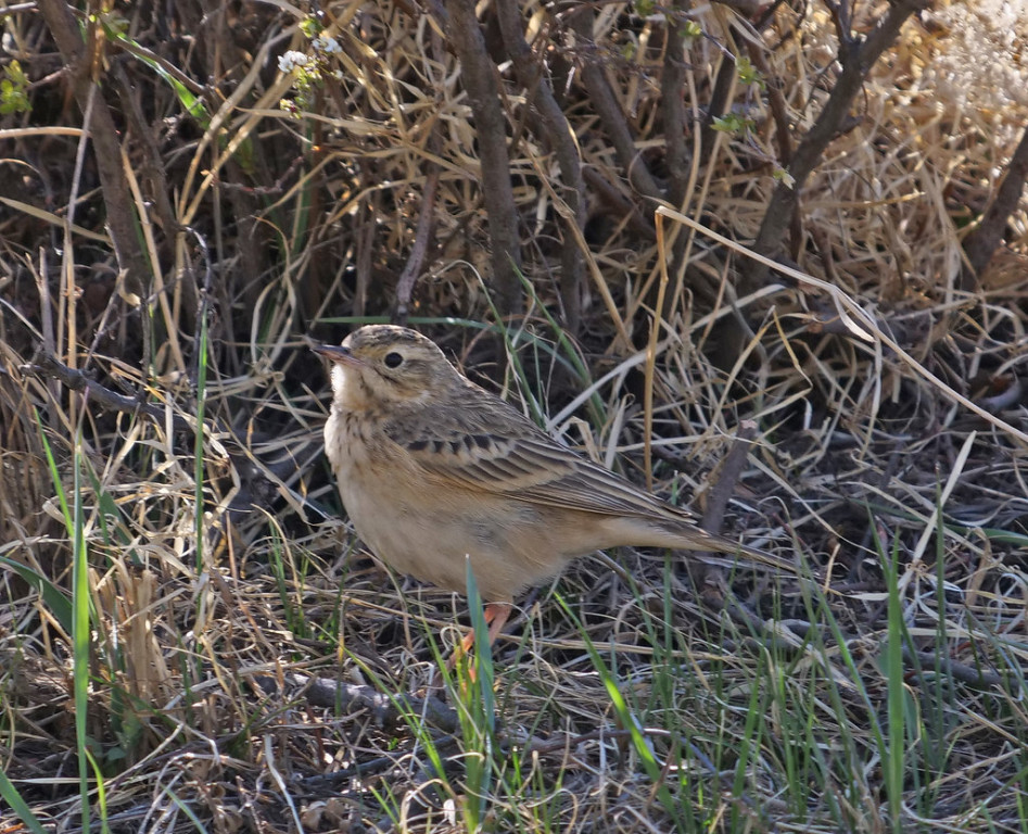 …and Blyth’s Pipit is common in areas of hills with longer grasses.