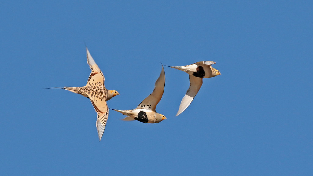 Pallas’s Sandgrouse, which can occur in big flocks, ..